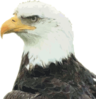 Eagle Clip Art