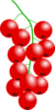 Redcurrant Clip Art