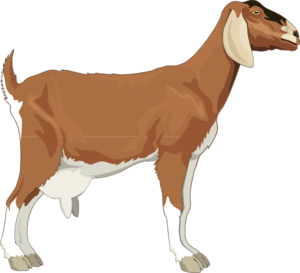 Goat Clip Art