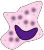 Macrophage Clip Art