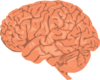 Realistic Looking Brain Clip Art