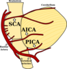 Cerebellum Clip Art