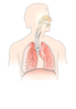 Unlabelled Respiratory System Clip Art