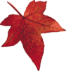 Red Maple Leaf Clip Art