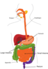 Simplified Digestive System Clip Art