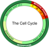 The Cell Cycle Clip Art