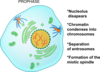 Prophase Clip Art