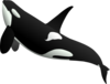 Ascending Whale Clip Art