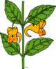 Impatiens Capensis Clip Art