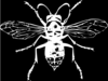 White On Black Hornet Clip Art