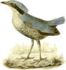 Pitta Elliotii Clip Art